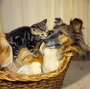 Images Dated 26th January 2017: Tabby kitten and Collie dog in a basket