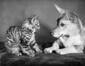 Images Dated 12th January 2017: Tabby kitten and a Corgi dog