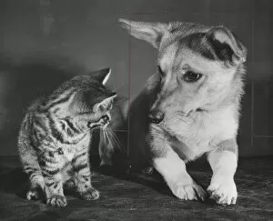 Corgis Gallery: Tabby kitten and a Corgi dog