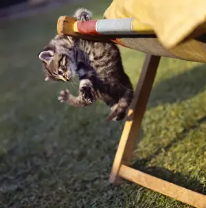 Deckchair Prints: Tabby kitten and deckchair