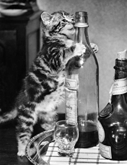 Images Dated 12th January 2017: Tabby kitten with drinks tray