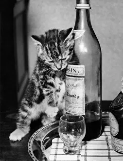 Images Dated 12th January 2017: Tabby kitten with drinks tray
