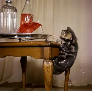 Tabby kitten with drinks tray