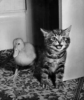 Images Dated 10th January 2017: Tabby kitten and duckling