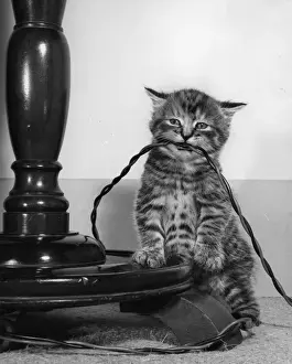 Bite Prints: Tabby kitten with electric cable