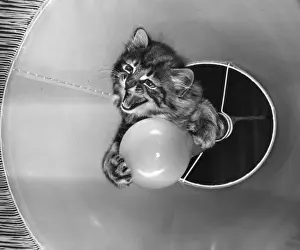 Mischief Prints: Tabby kitten with light bulb