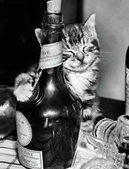 Glasses Collection: Tabby kitten with liqueur bottle