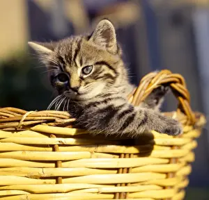 Tabby kitten looking out of a basket
