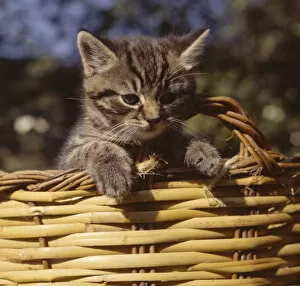 Images Dated 27th January 2017: Tabby kitten looking out of a basket
