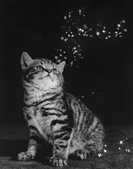 Tabby kitten looking up at bubbles