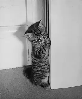 Kaye Prints: Tabby kitten looking round a door