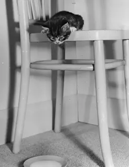 Tabby kitten looking down at a saucer of milk
