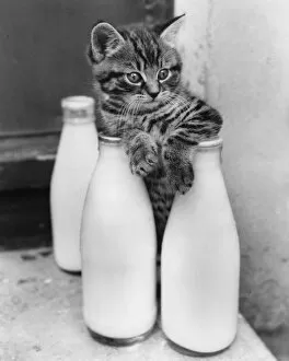 Kittens Collection: Tabby kitten with three pints of milk