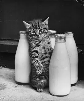 Tabby kitten with four pints of milk