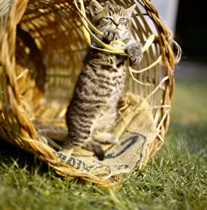 Images Dated 27th January 2017: Tabby kitten playing inside a basket