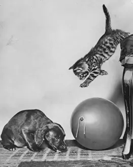 Tabby kitten, puppy and balloon