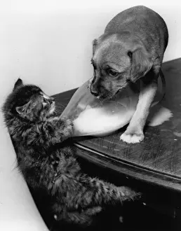 Mischief Prints: Tabby kitten and puppy on a table