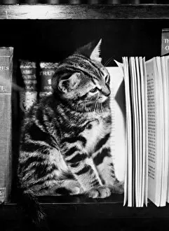 Images Dated 12th January 2017: Tabby kitten reading a book