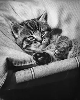 Deckchair Prints: Tabby kitten relaxing on a deckchair