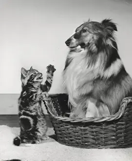 Collie Prints: Tabby kitten remonstrates with a Collie dog