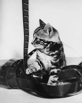 Tabby kitten with roll of celluloid film