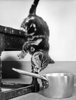 Images Dated 12th January 2017: Tabby kitten and saucepan
