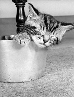 Images Dated 12th January 2017: Tabby kitten in a saucepan