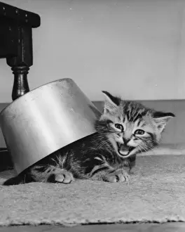 Tabby kitten under a saucepan