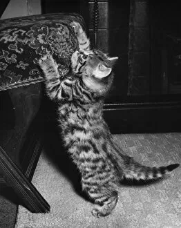 Images Dated 13th January 2017: Tabby kitten sharpening its claws on a chair