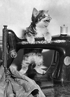 Images Dated 12th January 2017: Tabby kitten with Singer sewing machine