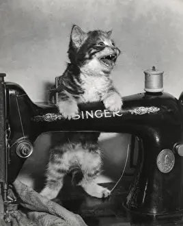Tabby kitten with Singer sewing machine