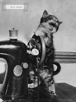 Tabby kitten with Singer sewing machine