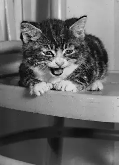 Tabby kitten sitting on a kitchen chair