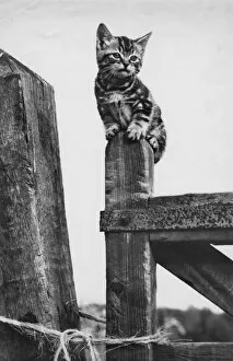 Images Dated 26th January 2017: Tabby kitten sitting on a wooden gatepost