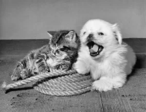Images Dated 12th January 2017: Tabby kitten, small white dog and coil of rope