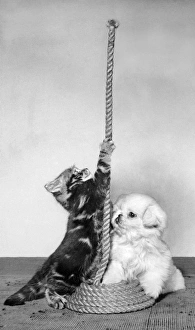 Tabby kitten, small white puppy and coil of rope Tabby kitten, small white puppy and coil of rope