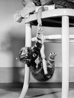 Images Dated 12th January 2017: Tabby kitten with string of sausages