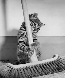 Images Dated 13th January 2017: Tabby kitten and sweeping brush