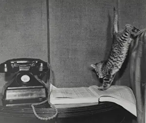 Directory Prints: Tabby kitten with telephone and directory