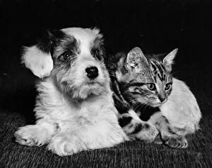 Tabby kitten and terrier puppy