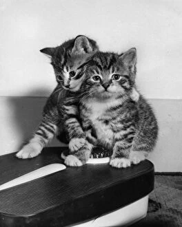 Two tabby kittens on bathroom scales