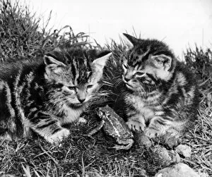 Images Dated 10th January 2017: Two tabby kittens and a frog