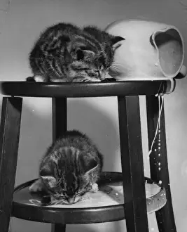 Drip Prints: Two tabby kittens with jug of spilt milk