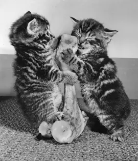 Two tabby kittens with a large bone