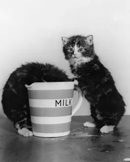 Mischief Prints: Two tabby kittens with large jug of milk