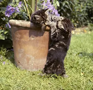 Two tabby kittens with a plantpot