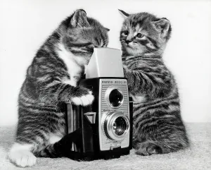 Brownie Prints: Two Tabby Kittens play with a Kodak Brownie Reflex 20 camera