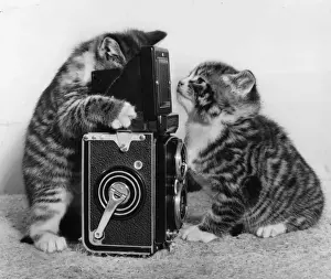 Two tabby kittens playing with a camera