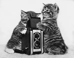 Two tabby kittens playing with a camera