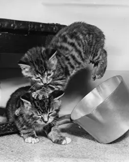 Two tabby kittens playing with a saucepan